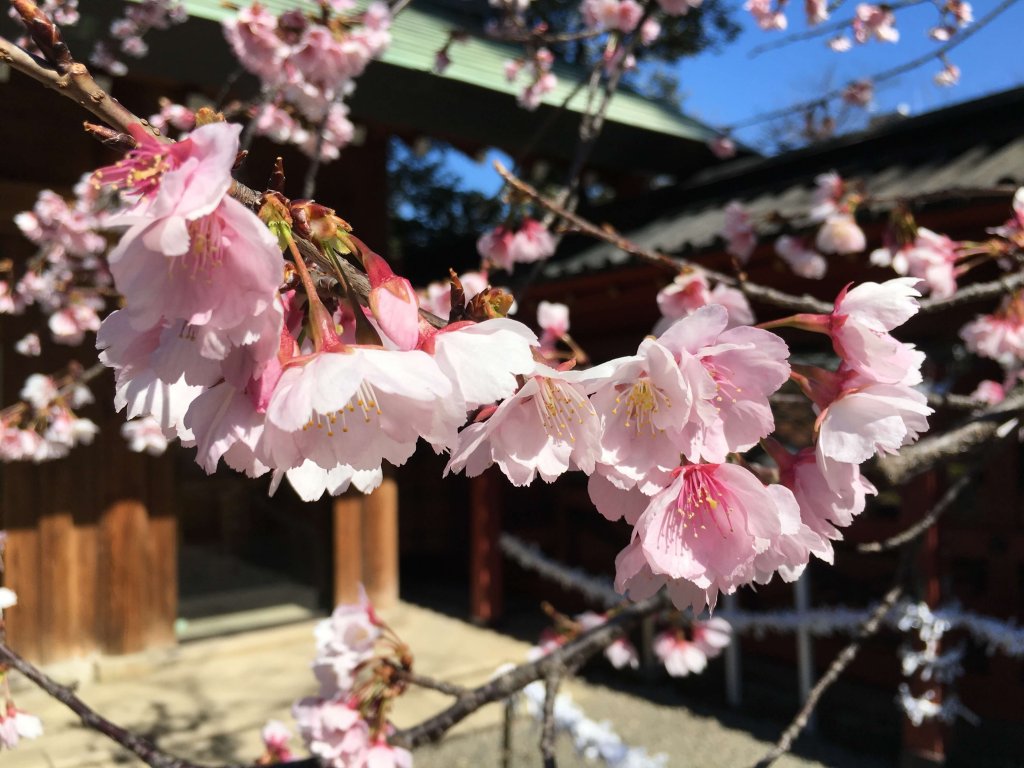 Tokyo Arigato Japan Food Tours Japan S No 1 Food Tour
