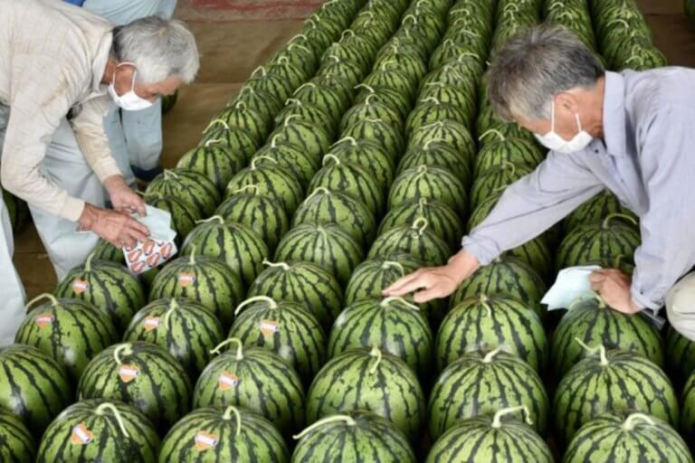 Crazy Shaped Watermelons, the secrets of the Japanese luxurious fruit